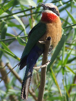 Whitefronted Bee-eater Whitefronted Bee-eater